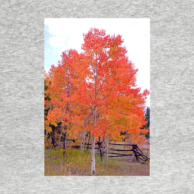 Colorado Aspens Study 33 by bobmeyers